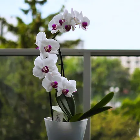 Captain-cook, Parking-tiefgarage, Late Check-out, Early Check-in, Spa-voucher コウォブジェク